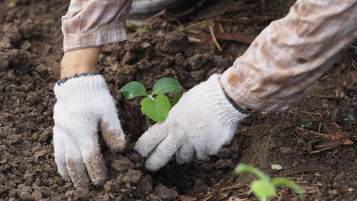 Un huilense se ha dedicado a reforestar más de 9 hectáreas en los últimos 20 años