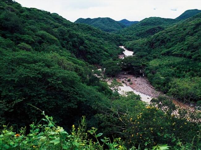 Francisco creó la lengua Zikril para la película de Ernesto Contreras “Sueño en otro idioma”, una lengua indígena que permite a quien la habla tener una conexión especial con la selva. Foto: Getty Images