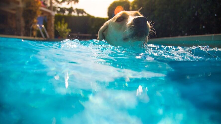 Perrita salvó a un canino que se estaba ahogando en una piscina / imagen de referencia. Foto: Getty Images