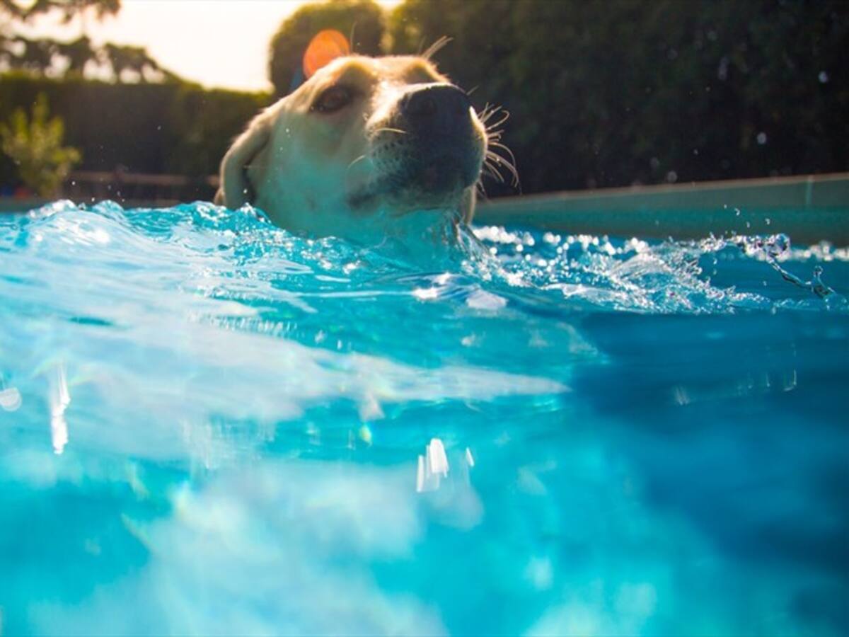 Conmovedor video: perrita salvó a un canino que se estaba ahogando en una piscina