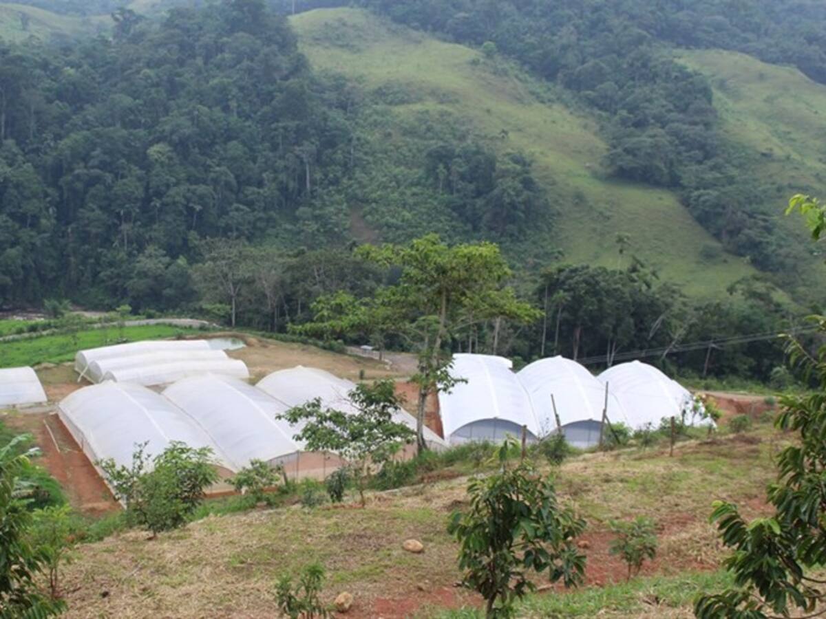 Gobierno reubicará 11 ETCR por temas de seguridad y legalidad