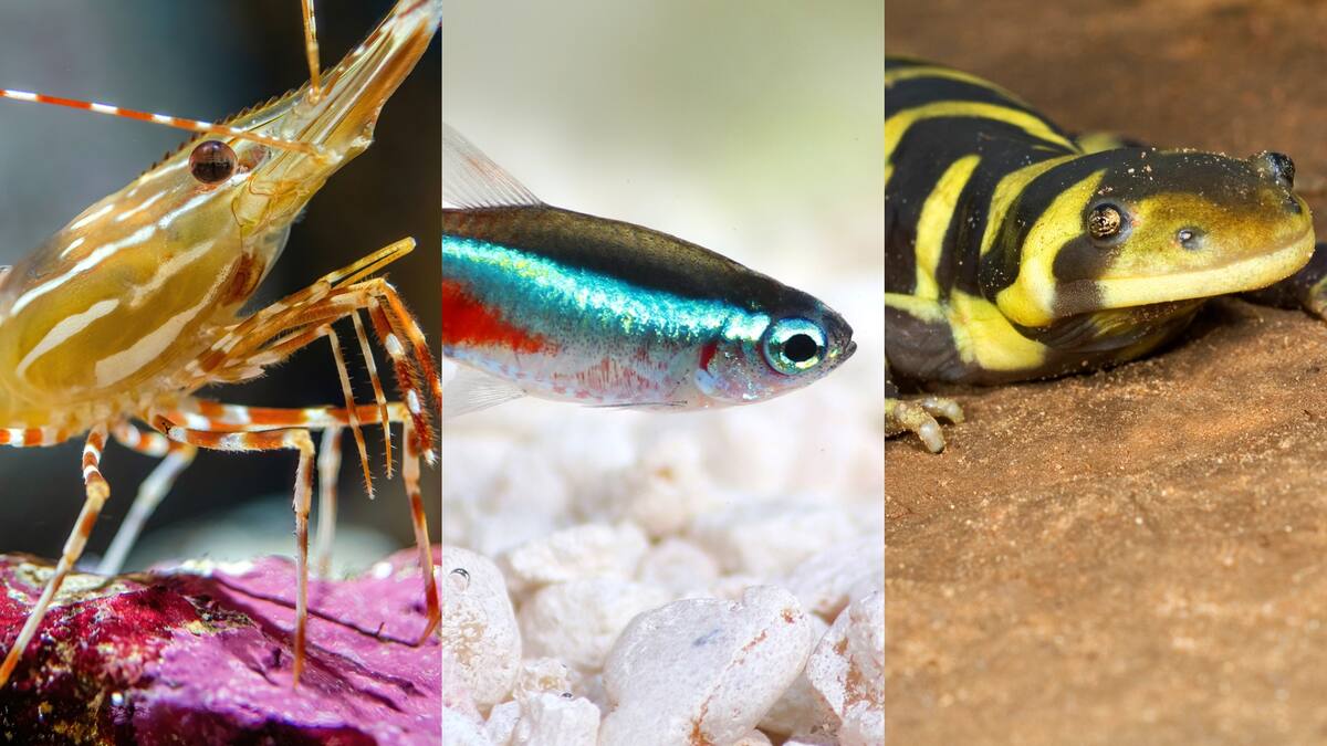 Estos son los 6 animales que son completamente ciegos: ¿se encuentran en Latinoamérica?