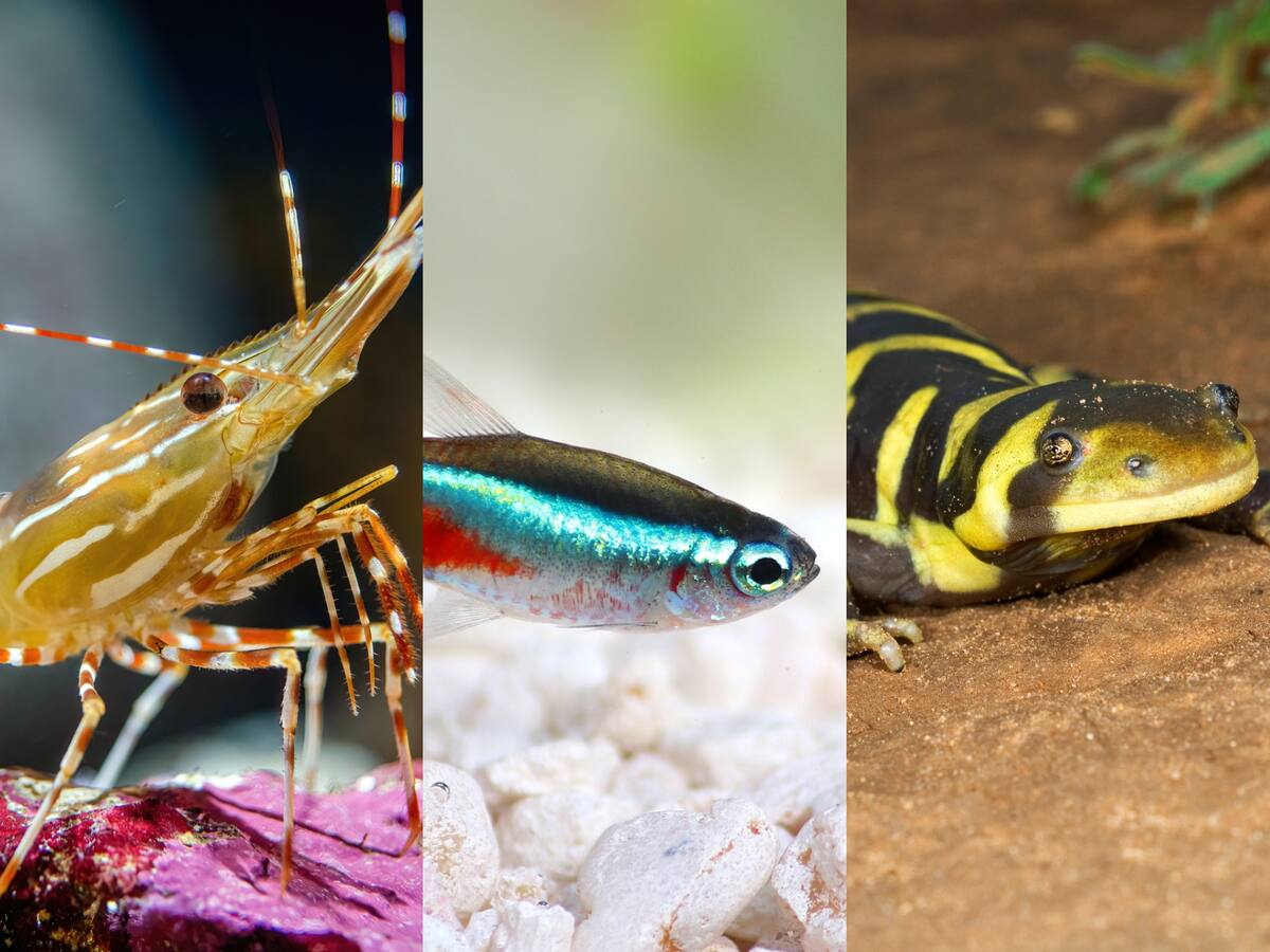 Estos son los 6 animales que son completamente ciegos: ¿se encuentran en Latinoamérica?