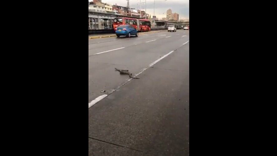 Una boa constrictor cayó de la parte trasera de una camioneta y quedó en medio de la vía. Foto: Captura de video