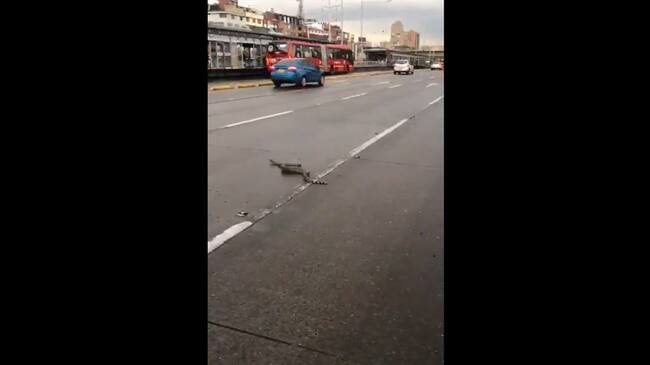 Una boa constrictor cayó de la parte trasera de una camioneta y quedó en medio de la vía. Foto: Captura de video