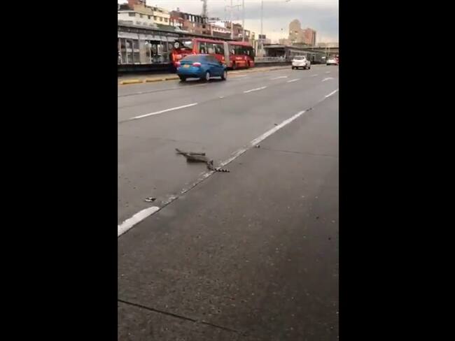 Una boa constrictor cayó de la parte trasera de una camioneta y quedó en medio de la vía. Foto: Captura de video