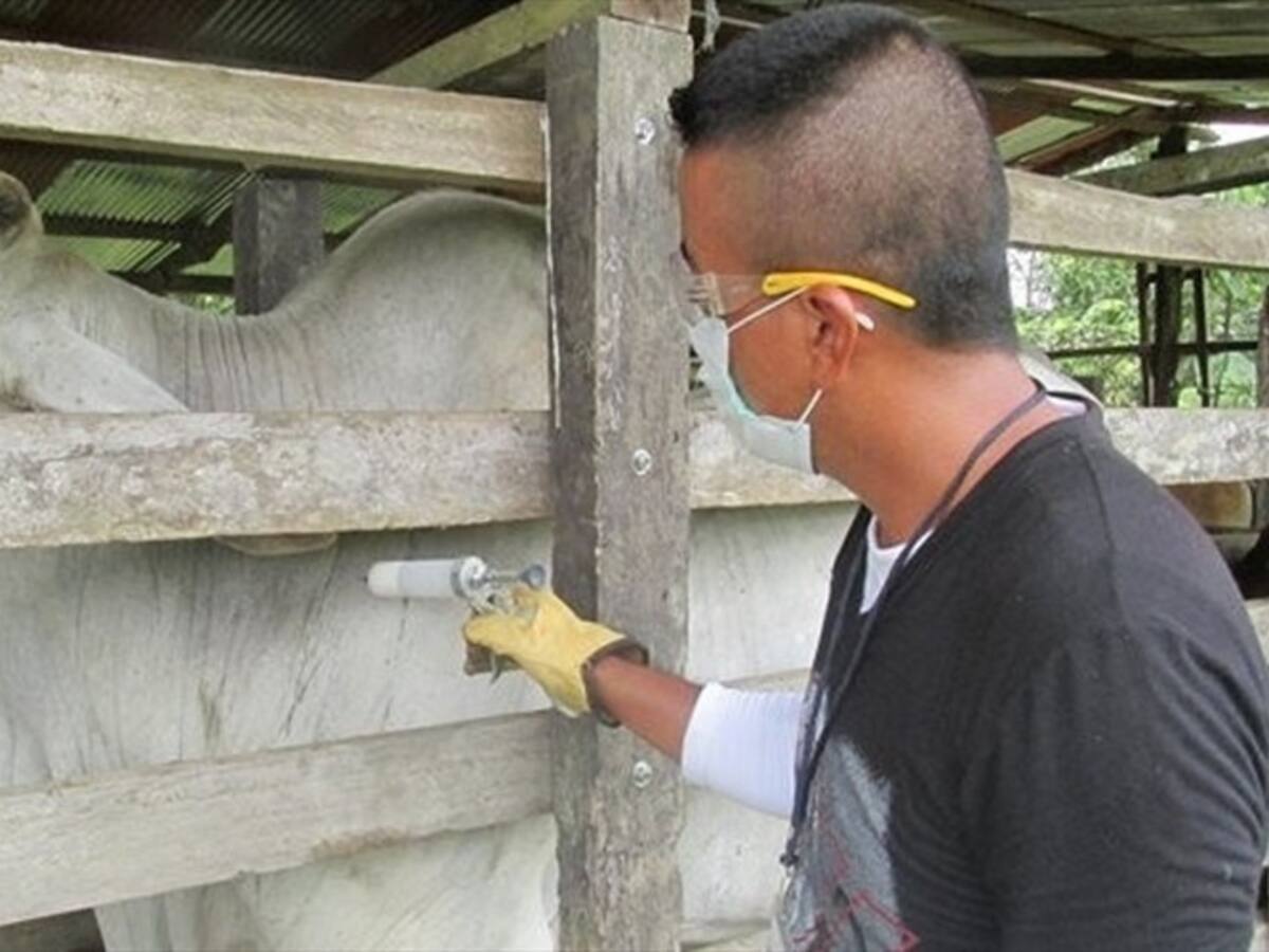 Gobierno decide extender cuarentena en Arauca y Casanare por foco de fiebre aftosa