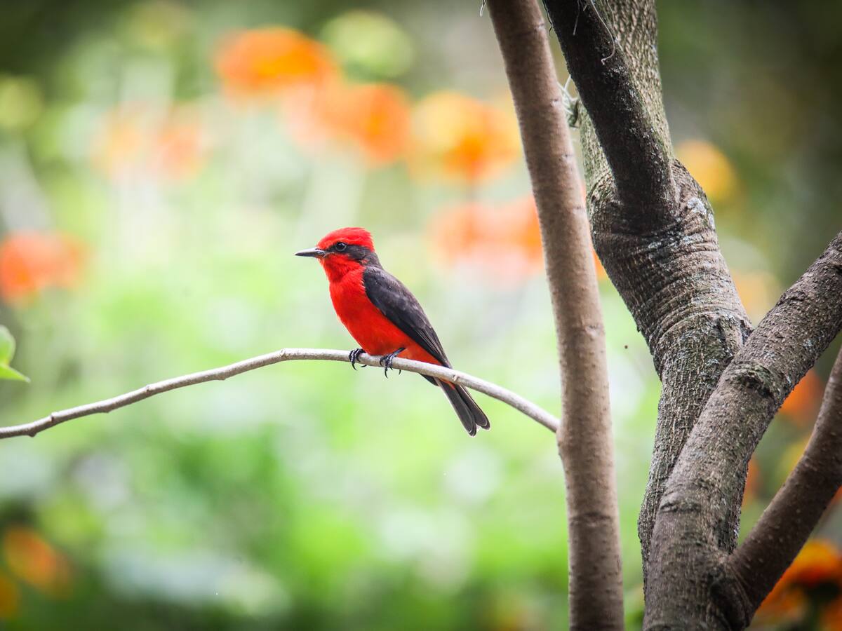 COP16: Así se hizo el himno de Colombia interpretado por su biodiversidad