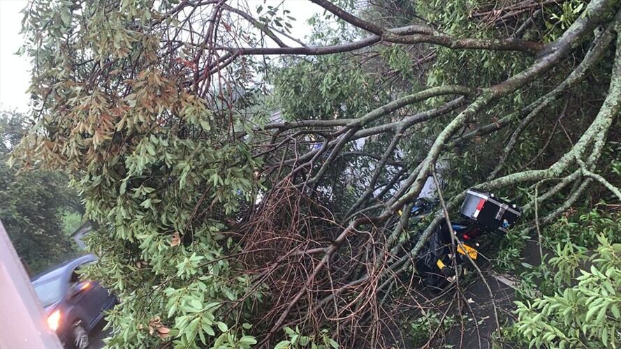 Un fuete vendaval produjo la caída de un árbol en la vía Panamericana en la entrada al sector de El Palmar. Foto: Cortesía Ezequiel Henao