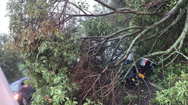 Un fuete vendaval produjo la caída de un árbol en la vía Panamericana en la entrada al sector de El Palmar. Foto: Cortesía Ezequiel Henao