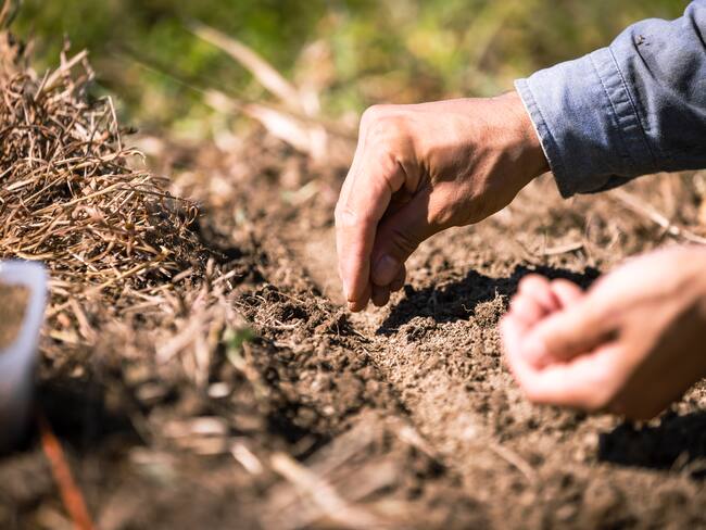 Granjas/Tierras imagen de referencia. Foto: Getty Images