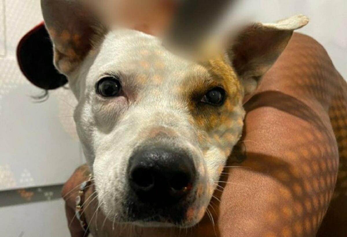 Crédito: Policía Metropolitana de Manizales.