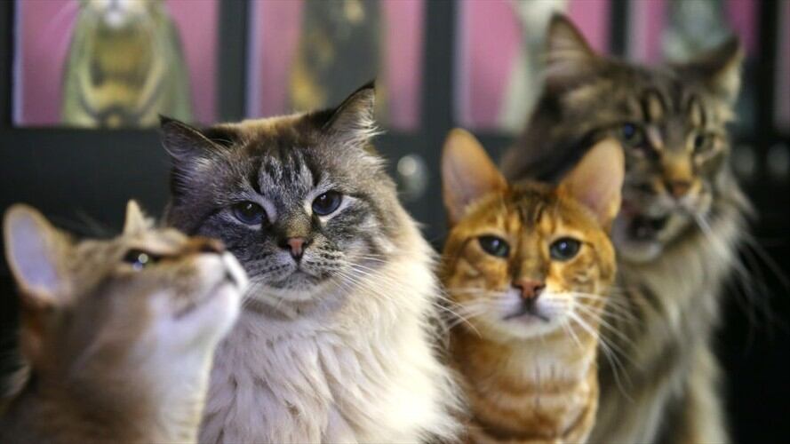 La comida humana puede representar múltiples inconvenientes en la salud de su mascota. Foto: Getty Images