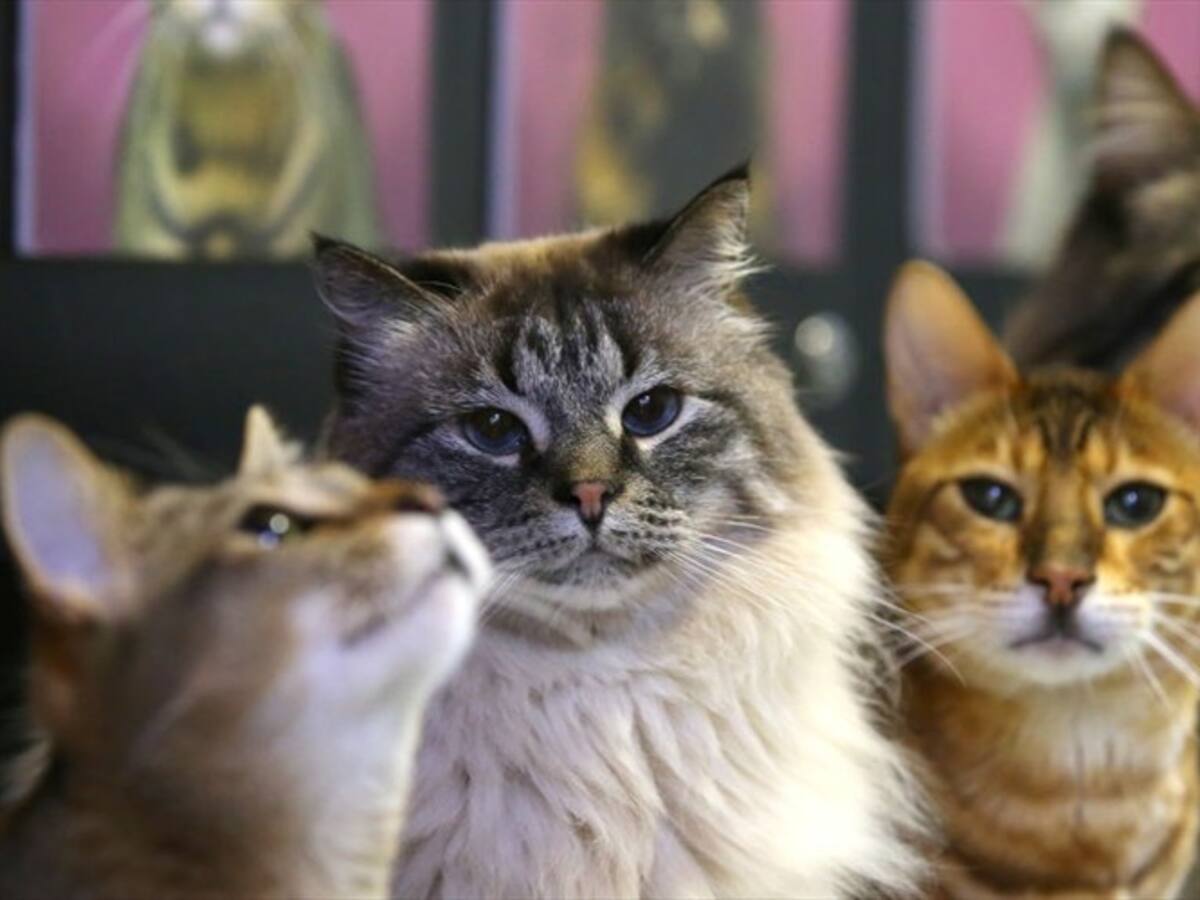 Conozca los riesgos de alimentar a su mascota con sobras de comida