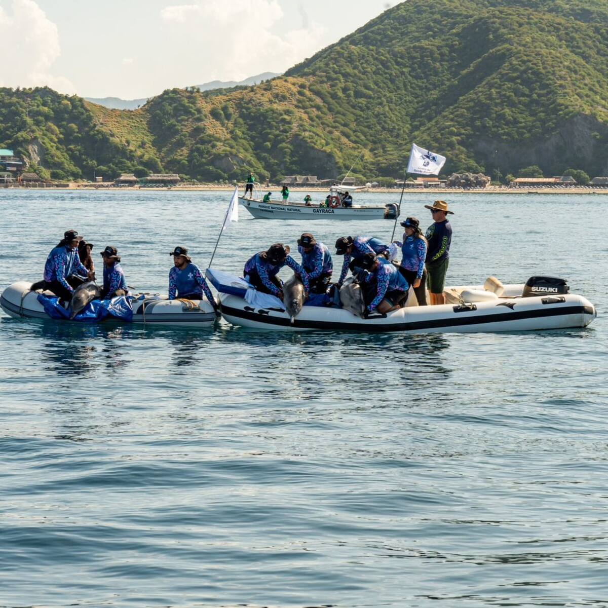 Liberados tres delfines luego de ser rescatados por pescadores en Santa Marta
