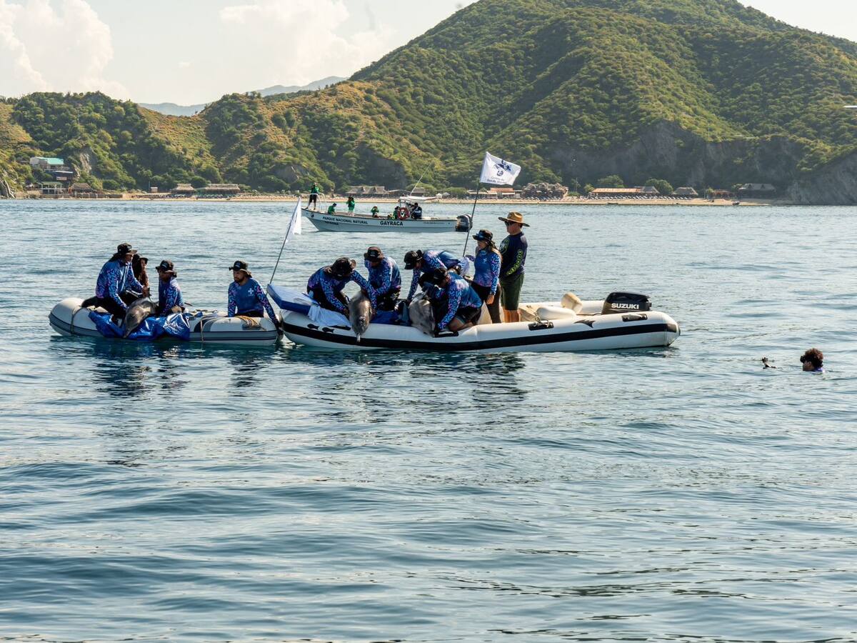 Liberados tres delfines luego de ser rescatados por pescadores en Santa Marta