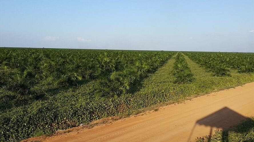 En los más recientes días, personas inescrupulosas generaron incendios en algunos cultivos del ingenio Riopaila en el Norte de Cauca. Foto: Colprensa