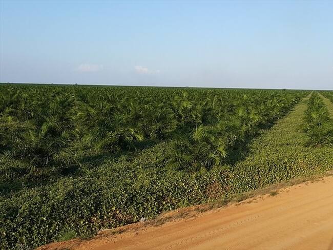 En los más recientes días, personas inescrupulosas generaron incendios en algunos cultivos del ingenio Riopaila en el Norte de Cauca. Foto: Colprensa