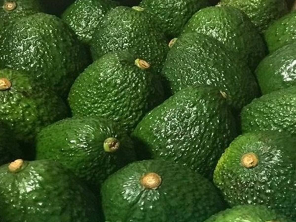 Aguacate Hass, la apuesta de Colombia para abrir mercado en el mundo