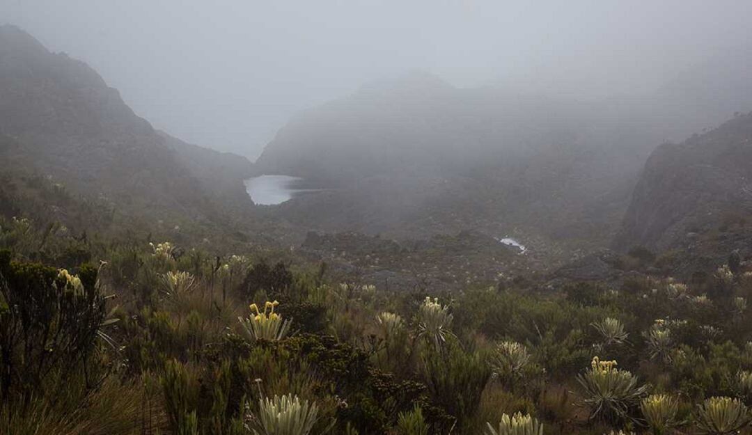 Páramo de Santurbán. Foto: Colprensa.