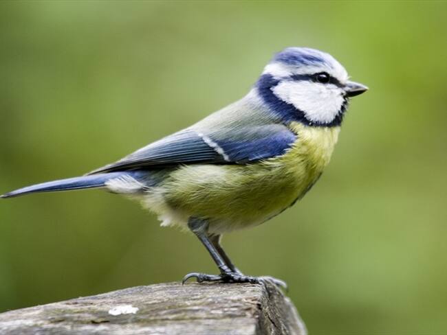 ¿Cómo ver aves cerca de tu casa pueden mejorar tu salud mental?. Foto: Getty Images