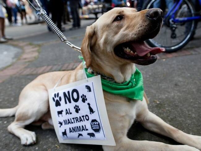 Así será la marcha nacional contra el maltrato animal