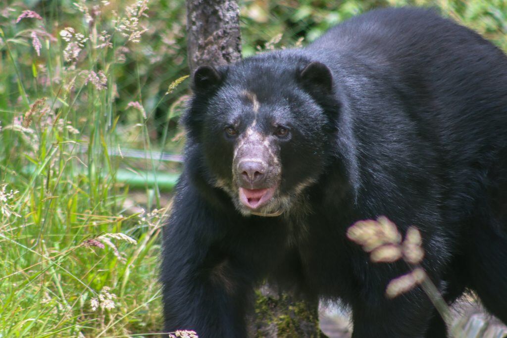 ¿Qué pasó con Tamá, el oso andino que no alcanzó a conocer la libertad?
