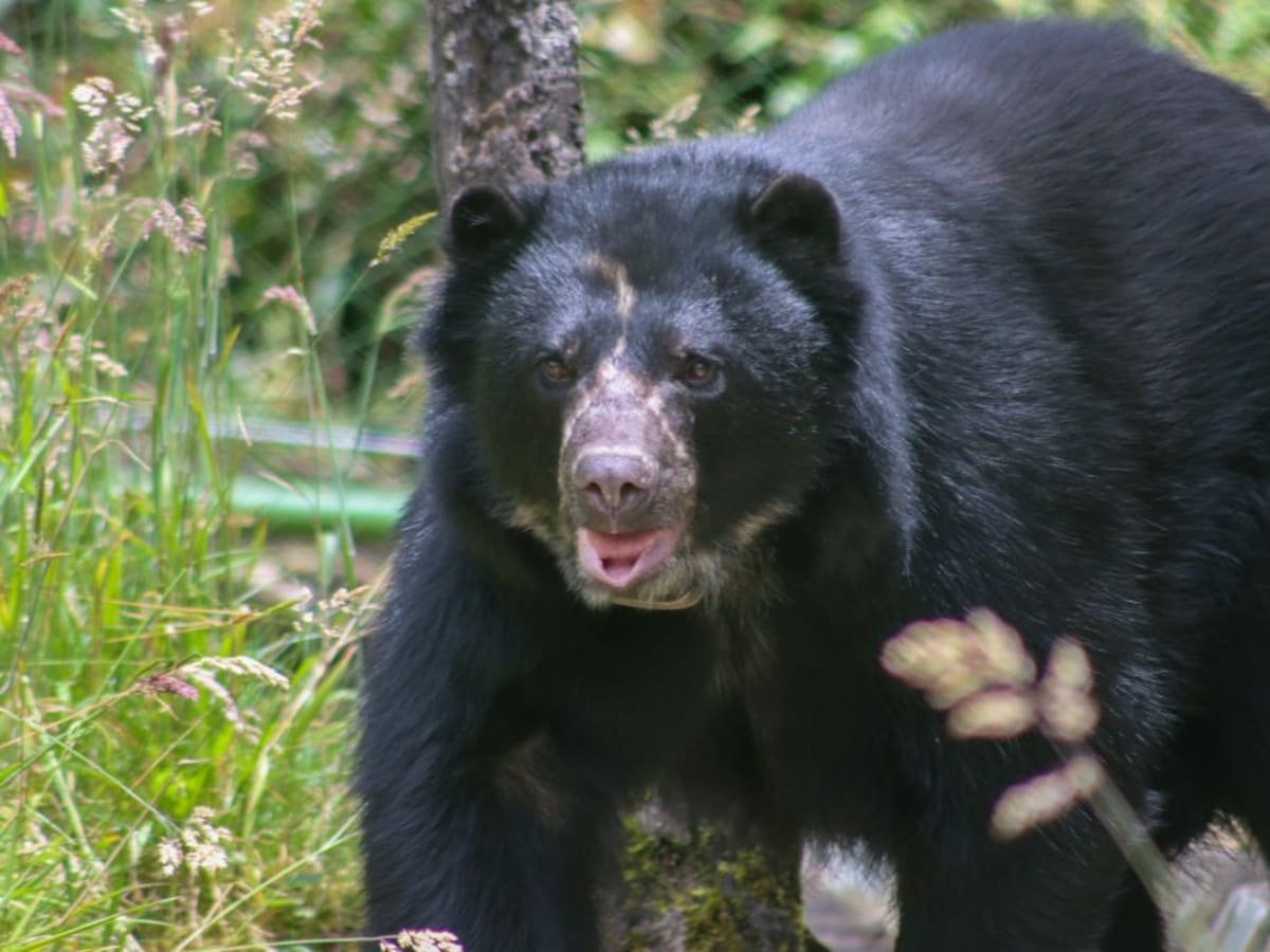 ¿Qué pasó con Tamá, el oso andino que no alcanzó a conocer la libertad?