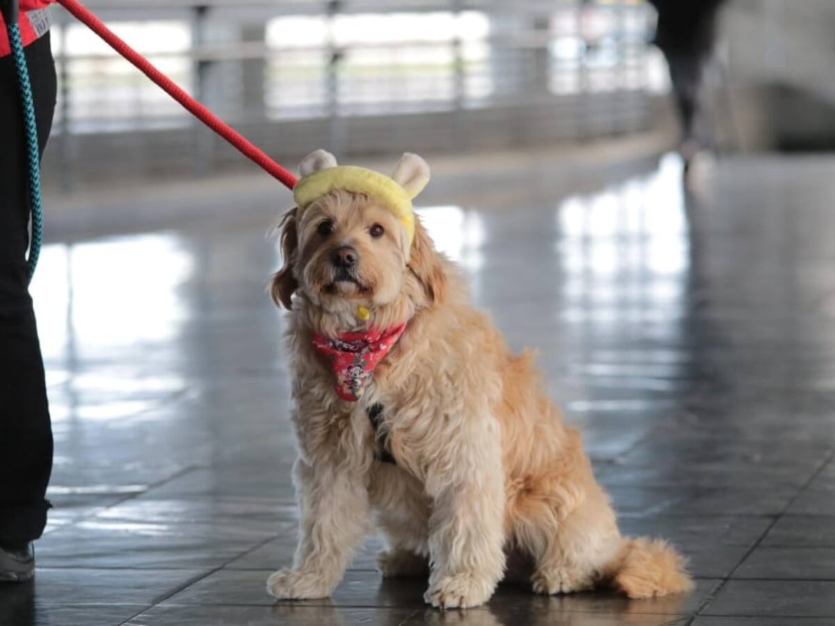 No más animales abandonados en TransMilenio: firman convenio para atender y sancionar casos