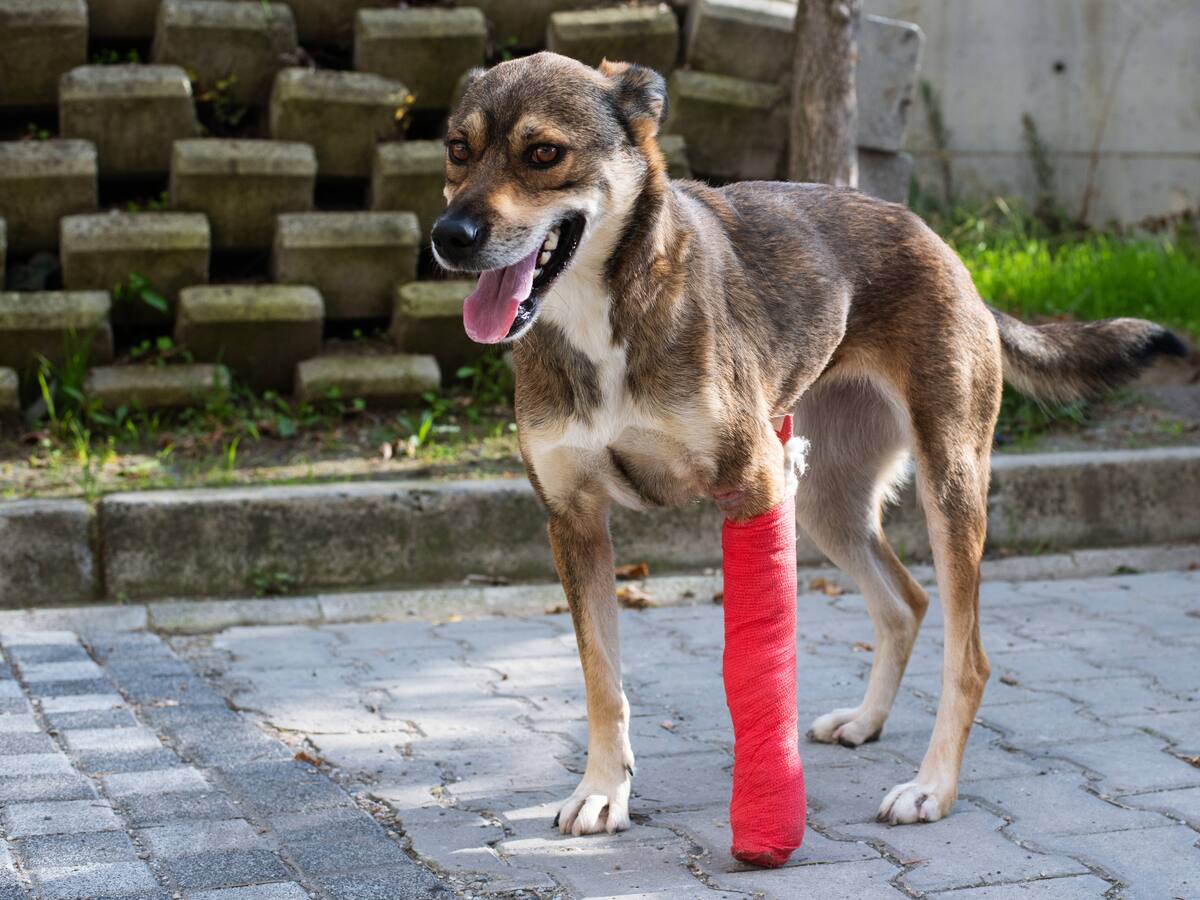 Fundación Rescates Especiales trabaja por ayudar a animales víctimas de violencia