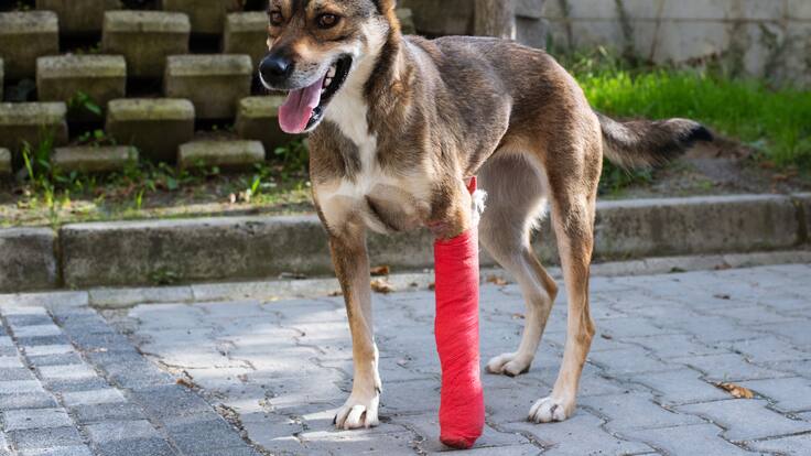 Fundación Rescates Especiales trabaja por ayudar a animales víctimas de violencia