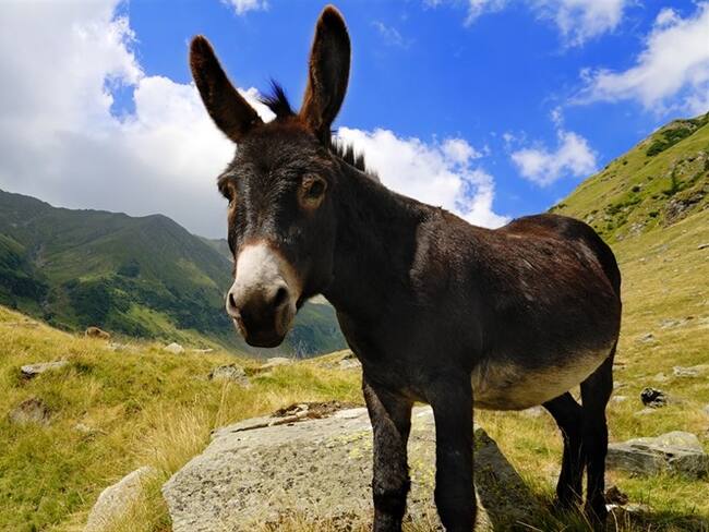 ¿La naturaleza está descansando de los humanos durante el aislamiento obligatorio?