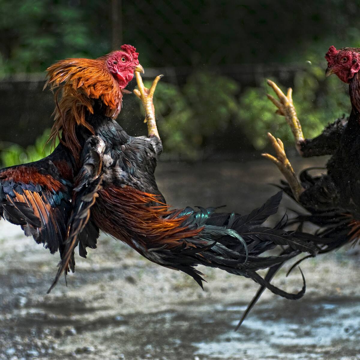 Debate: ¿Deben prohibirse las peleas de gallos en Colombia?