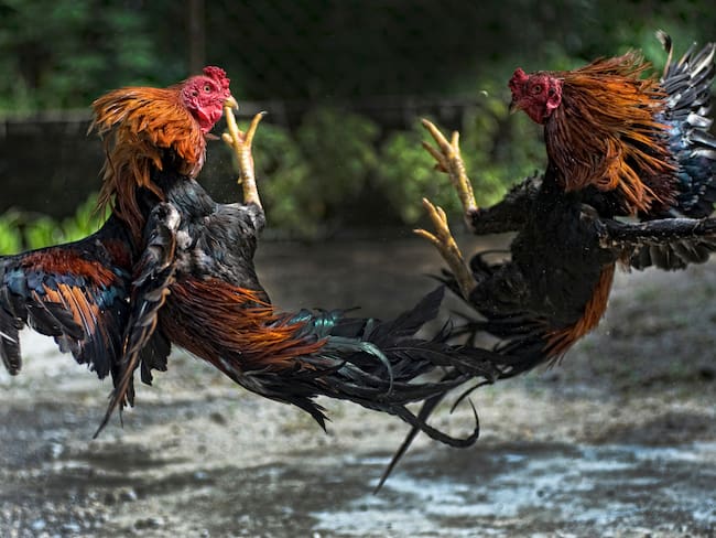 Imagen de referencia pelea de gallos. Foto: GettyImages.