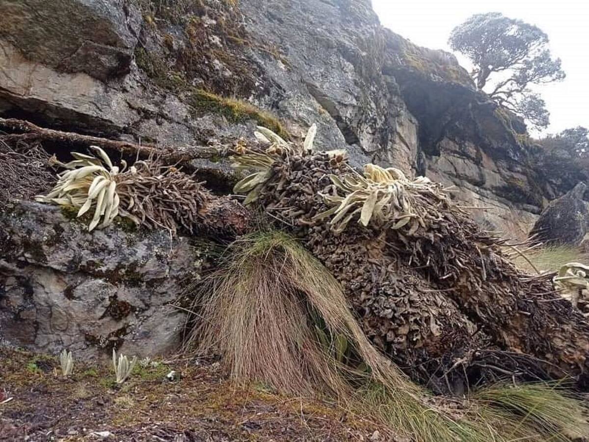 Investigan posible tala de frailejones en el Nevado de El Cocuy