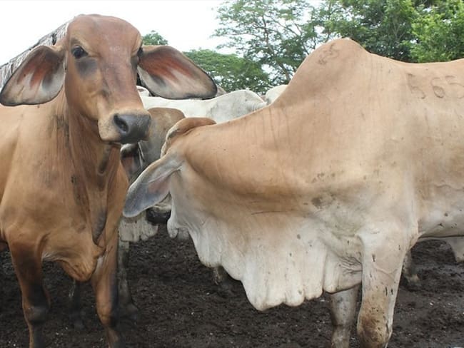 Se busca favorecer la condición inmunológica de las especies bovina y bufalina que se encuentran en zona de frontera. Foto: Colprensa