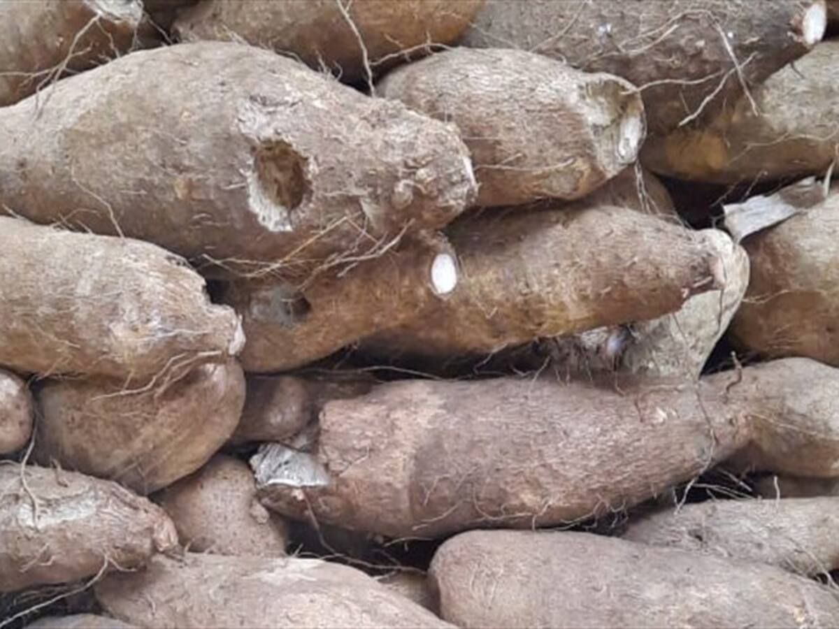 Roedores tienen en jaque a productores de ñame en Córdoba