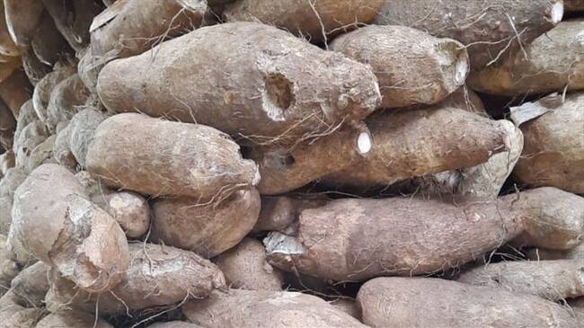 Roedores tienen en jaque a productores de ñame en Córdoba.Foto: cortesía.