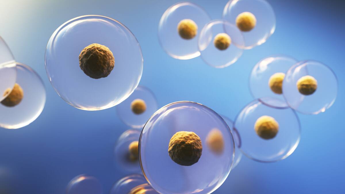 ¿Células madre para combatir cáncer y enfermedades degenerativas? Especialista explicó cómo funciona