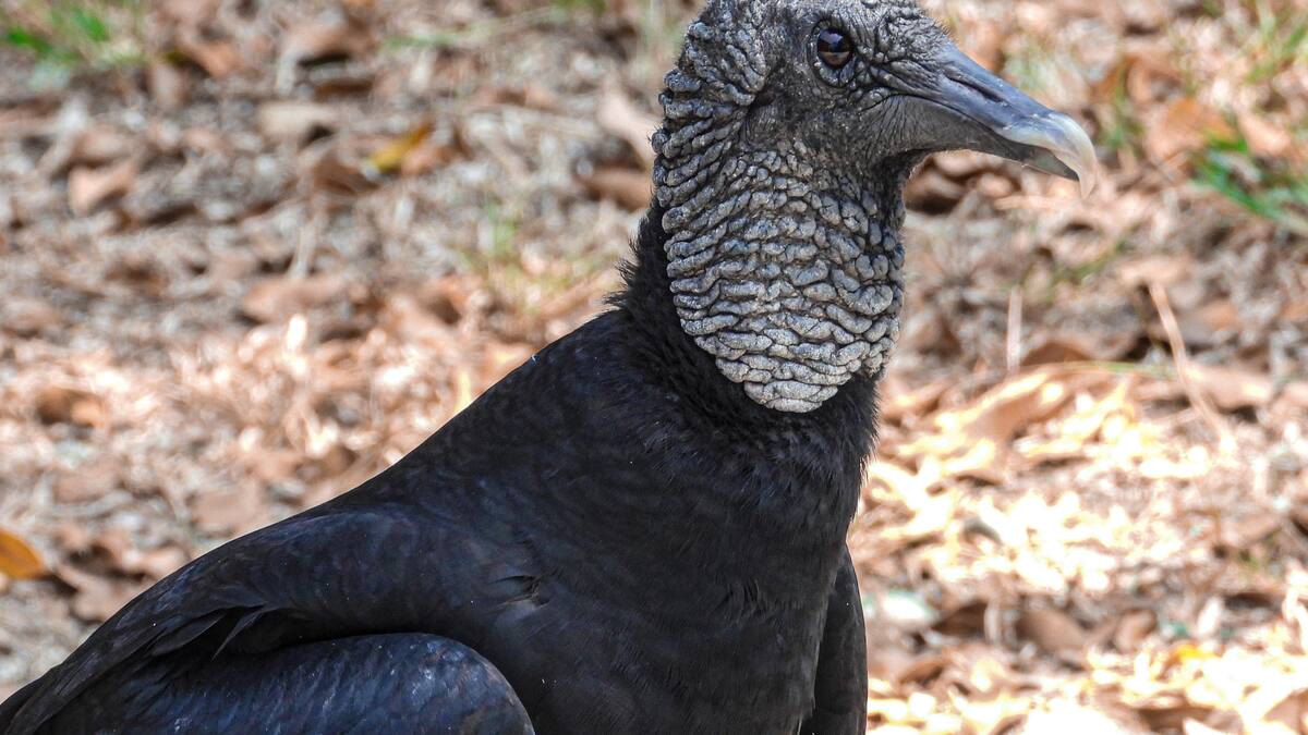 Investigan muerte masiva de especies silvestres en Guarne, Antioquia