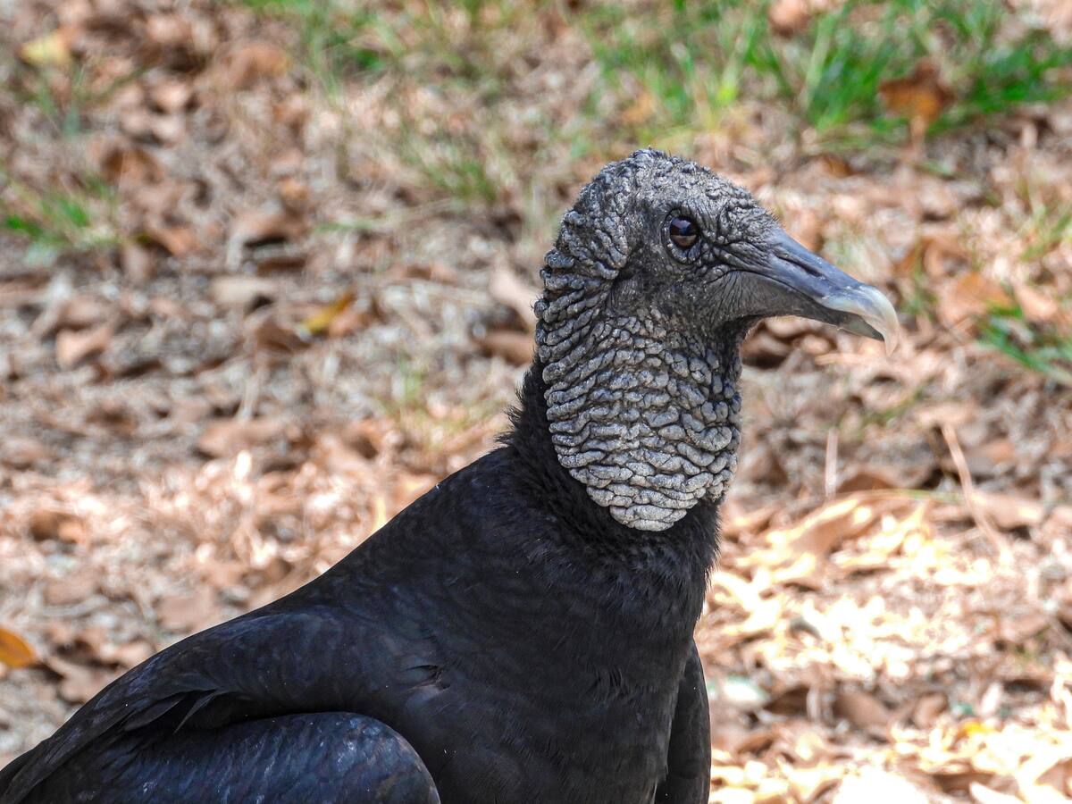 Investigan muerte masiva de especies silvestres en Guarne, Antioquia
