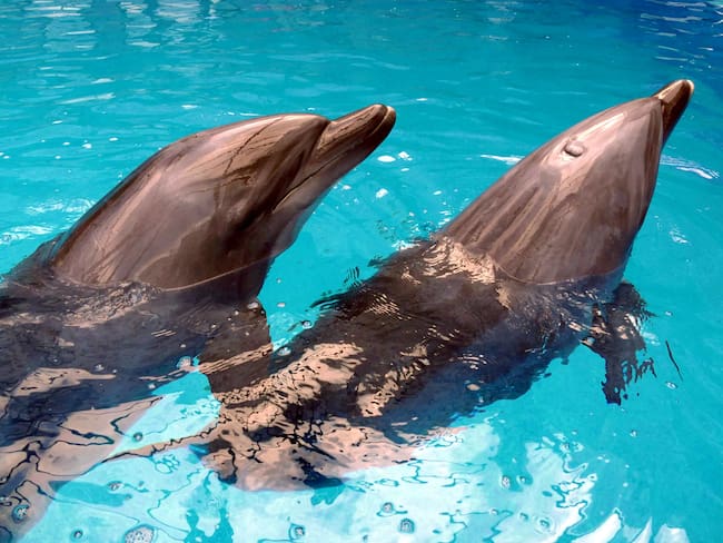 “El problema es cómo se usa para destruir al enemigo”, exoficial de EE.UU., sobre delfines militares entrenados