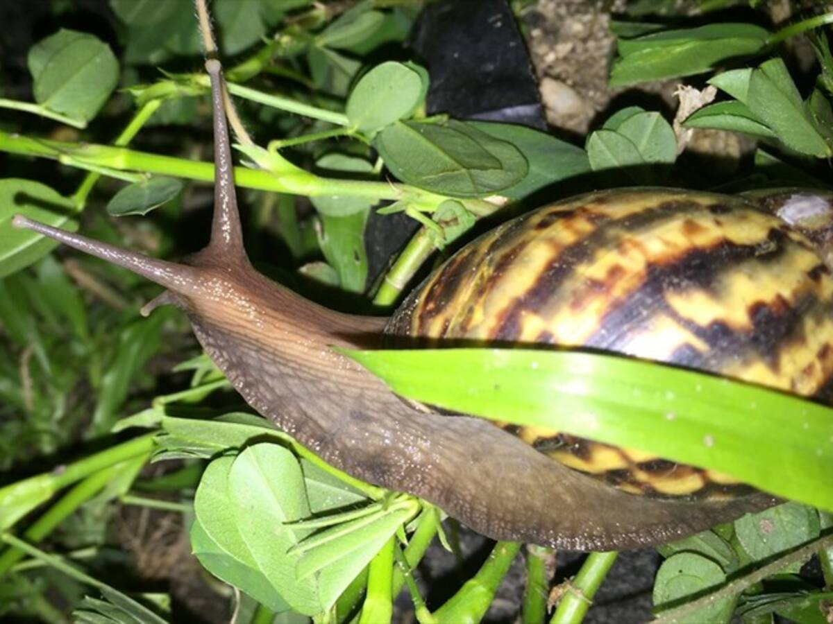 Alertan por presencia del caracol africano en Magdalena
