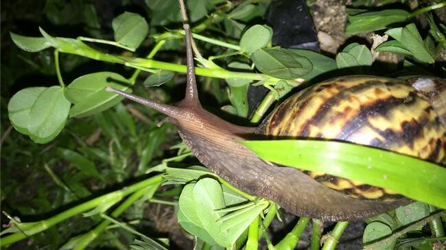 Alertan por presencia del caracol africano en Magdalena. Foto: Suministrada