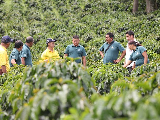 Cortesía: Federación Nacional de Cafeteros