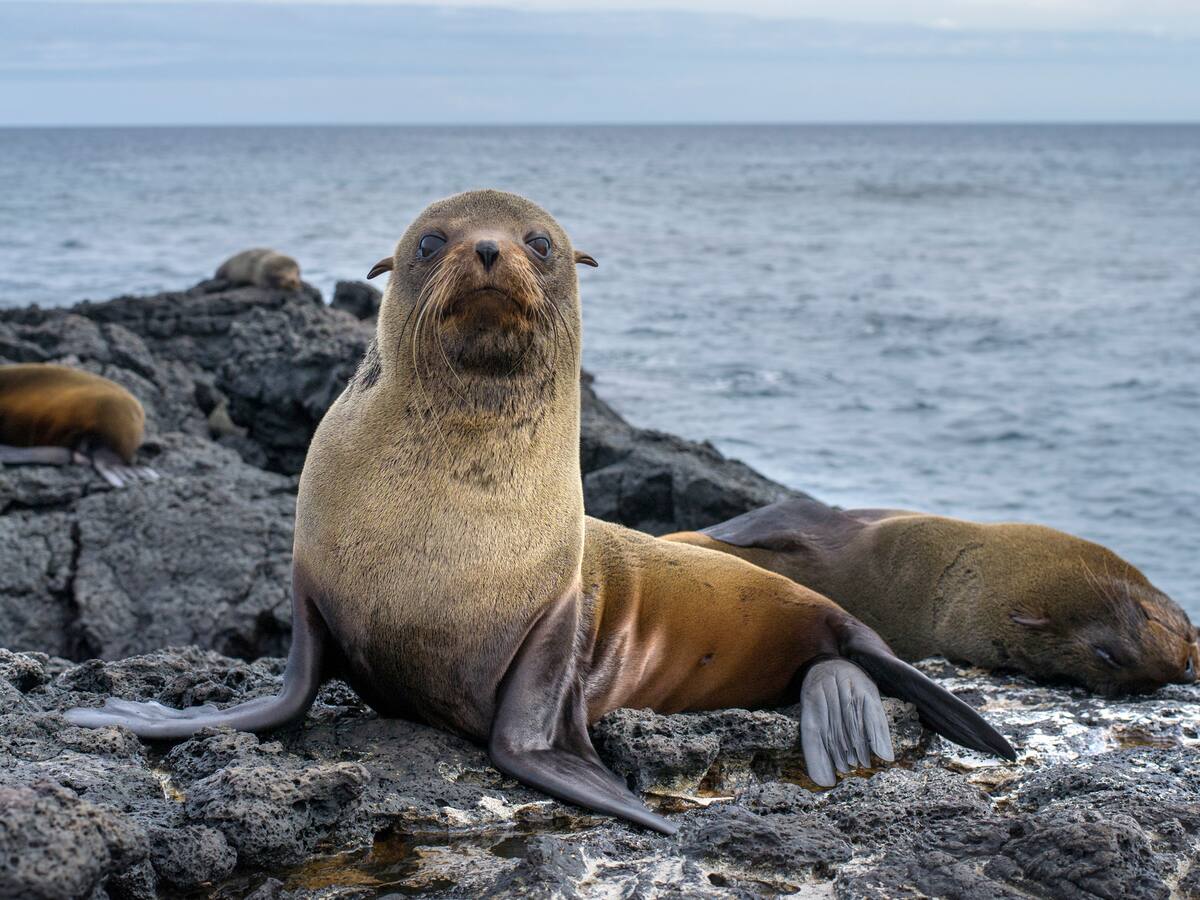Brasil registra unos 550 lobos marinos muertos por sospecha de gripe aviar en un mes