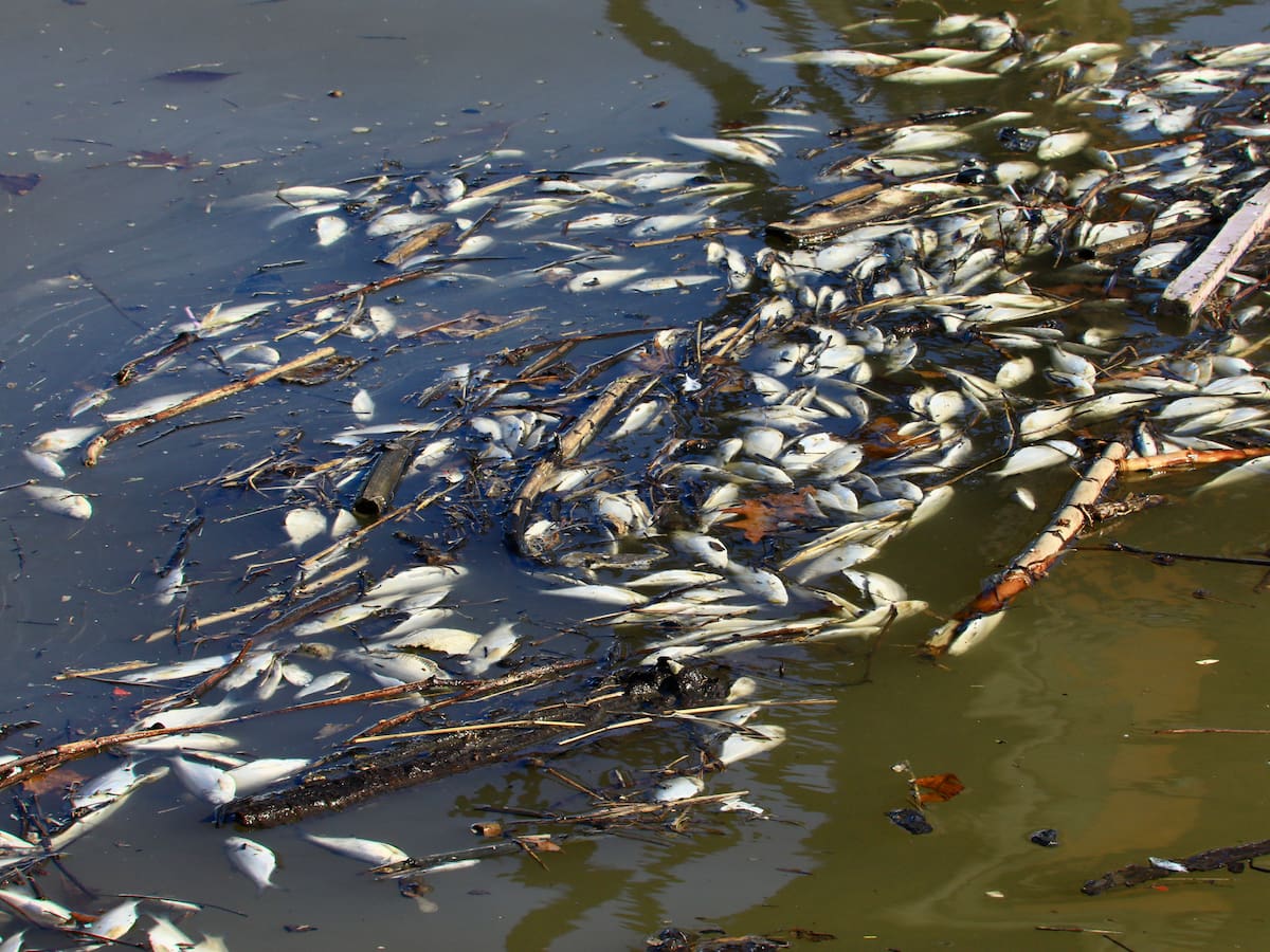 Video: Mortandad de peces enciende las alarmas en quebrada de Antioquia