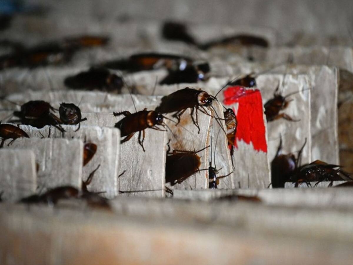 ¿Cómo combatir las cucarachas si son resistentes a los insecticidas?