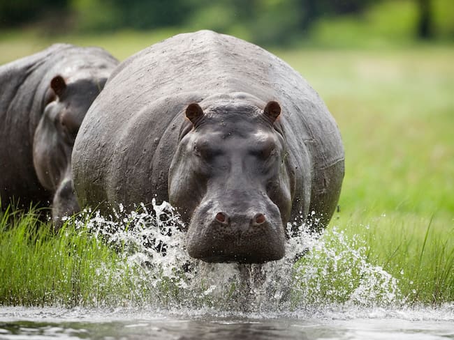 Imagen de referencia de hipopótamos. Foto: Getty Images