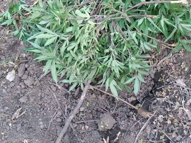 Tensión en comunidades de Jambaló, Cauca, por erradicación de cultivos ilícitos